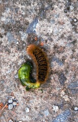 Beautiful brown caterpillars lay eggs that are still covered in green liquid