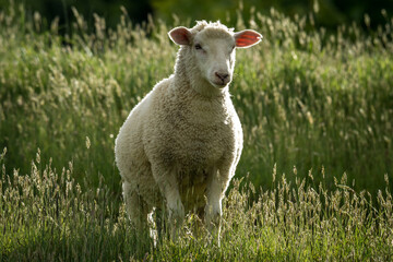 lamb in lush green grassy field