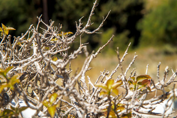 spring leaves and branches in the nature