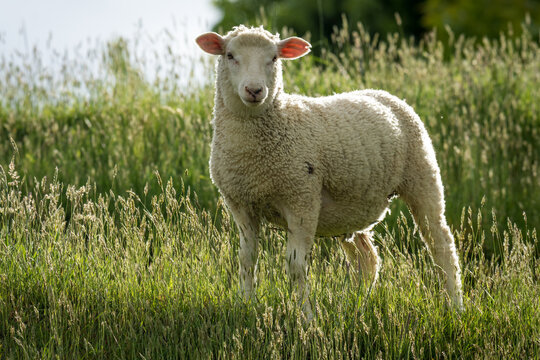 lamb in lush green grassy field