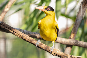 The black-naped oriole (Oriolus chinensis) is a passerine bird in the oriole family that is found in many parts of Asia