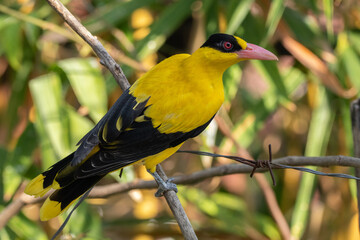 The black-naped oriole (Oriolus chinensis) is a passerine bird in the oriole family that is found in many parts of Asia