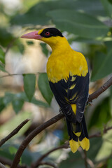 The black-naped oriole (Oriolus chinensis) is a passerine bird in the oriole family that is found...