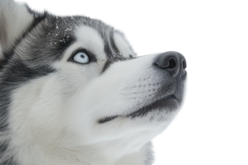 Adorable Siberian Husky dog portrait against a snowy background in winter light