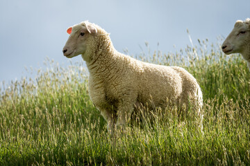 lamb in lush green grassy field