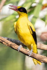 The black-naped oriole (Oriolus chinensis) is a passerine bird in the oriole family that is found in many parts of Asia