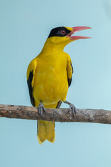 The black-naped oriole (Oriolus chinensis) is a passerine bird in the oriole family that is found in many parts of Asia