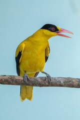 The black-naped oriole (Oriolus chinensis) is a passerine bird in the oriole family that is found in many parts of Asia