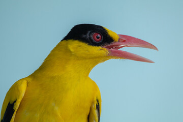 The black-naped oriole (Oriolus chinensis) is a passerine bird in the oriole family that is found in many parts of Asia