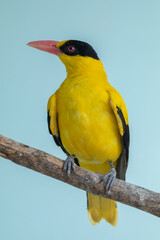 The black-naped oriole (Oriolus chinensis) is a passerine bird in the oriole family that is found...
