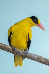 The black-naped oriole (Oriolus chinensis) is a passerine bird in the oriole family that is found in many parts of Asia