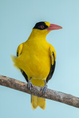 The black-naped oriole (Oriolus chinensis) is a passerine bird in the oriole family that is found in many parts of Asia