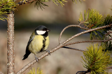 Great tit