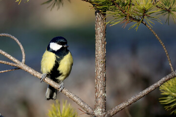 Great tit