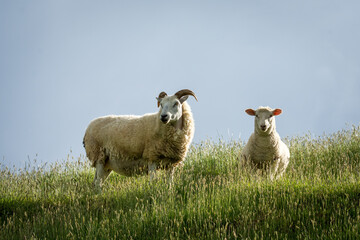 Obraz premium mother sheep and her lambs in lush green grassy field