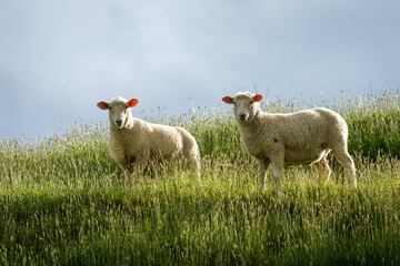 Obraz premium pair of lambs in lush green grassy field