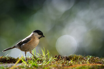 Bird (Black capped chickadee) resting on the ground with a blurred bokeh background. Close-up detail photo