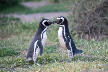 Couple of penguins cuddling and loving each other on the coast.