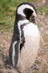 Obraz premium Magellanic penguin cleaning its feathers before going to its nest on the Patagonian coast.