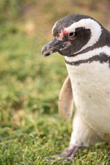 Magellanic penguin with blood on his face after fighting over his mate with another male.