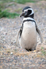 Fototapeta premium Beautiful and tender penguin walking towards its nest after a dip in the sea.