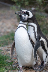 Couple of penguins cuddling and loving each other on the coast.