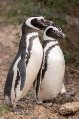 Pair of Magellanic Penguins enjoying the sun's rays.