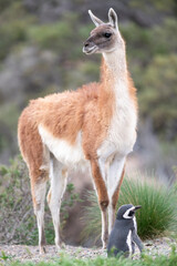 Sharing land, Magellanic Penguin and Guanacos. Argentina, Patagonia.