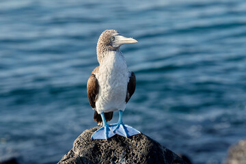 The Blue-Footed Booby (Sula nebouxii) is one of the most iconic birds in the Galápagos Islands, famous for its striking blue feet and unique courtship dance.