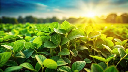 Low Angle View of Vibrant Soybeans with Green Leaves Isolated on White Background for Agricultural and Botanical Themes