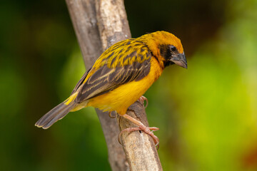 The Asian golden weaver (Ploceus hypoxanthus) is a species of bird in the family Ploceidae