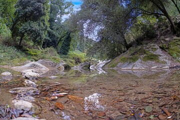 Peaceful woodland stream with clear water and lush trees, capturing serene natural beauty in Corsica