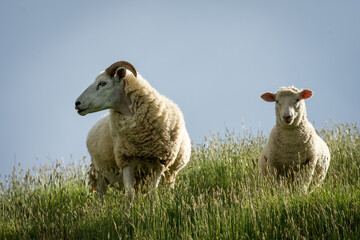 Fototapeta premium mother sheep and her lambs in lush green grassy field