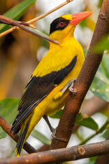 The black-naped oriole (Oriolus chinensis) is a passerine bird in the oriole family that is found in many parts of Asia