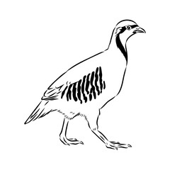 Asian partridge, vector sketch, chukar