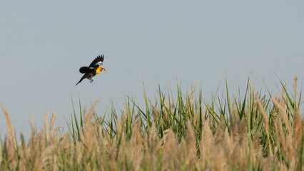 A Yellow Headed blackbird flies towards its nest deep in the reeds, bringing an insect to feed its chicks in the Bear River Migratory Bird Refuge in Brigham City, UT USA.