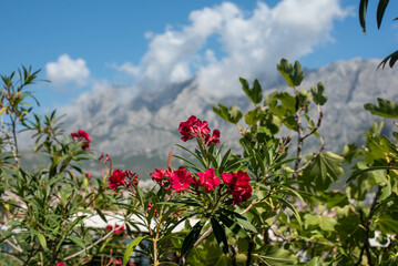 Red oleander blossoms against the backdrop of mountains in the Makarska Riviera, Croatia
