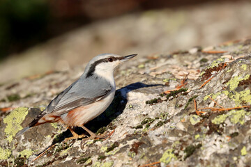 Nuthatch