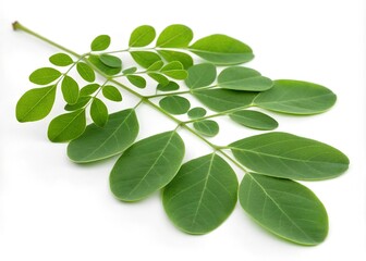 Fototapeta premium branch of a tree with leaves