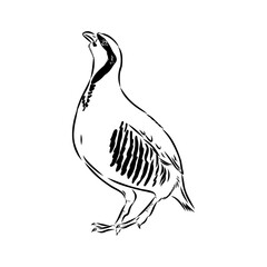 Asian partridge, vector sketch, chukar