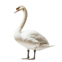 Fototapeta premium Graceful White Swan in Pure Elegance