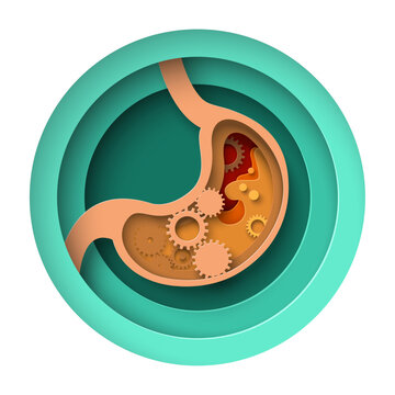 paper cut stomach with gears inside clip art preview