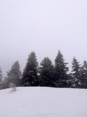 Pine trees appearing in a cloud during a snowy and cold day in the alps, France.