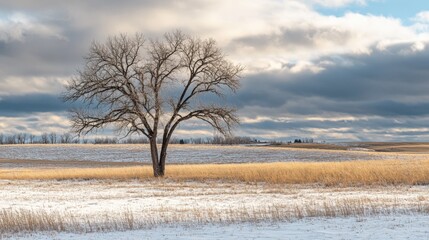 Solitary Winter Tree in Snowy Prairie Landscape Under Cloudy Skies