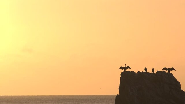 Cormorant on a rock in golden light drying its wings in the morning sun. Sea bird and picturesque landscape in the wild south coast of Devon UK 4K