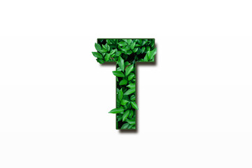 Leaf font T isolated on white background. Leafs font A, B, C made of Real alive leaves. Leafs font.