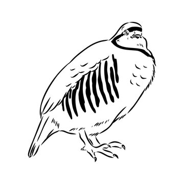 recommend clip art: Asian partridge, vector sketch, chukar