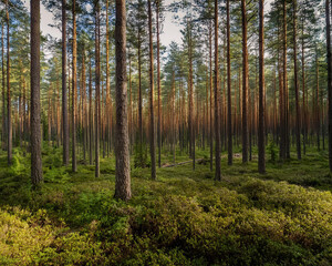 Obraz premium A misty pine forest at dawn, featuring towering trees and green grass, creating an enchanting and atmospheric scene, ai.