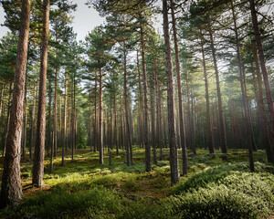 Fototapeta premium Morning fog envelops a dense pine forest, highlighting tall trees and grass, evoking a sense of mystery and tranquility, ai.