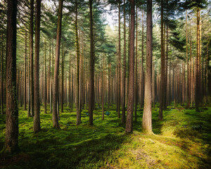 Fototapeta premium Morning fog envelops a dense pine forest, highlighting tall trees and grass, evoking a sense of mystery and tranquility, ai.